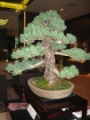 Der Hotel-Bonsai - 70 Jahre alt
