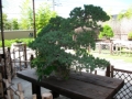 Bonsai Art Museum Omiya (3)