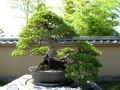 Bonsai Art Museum Omiya (8)