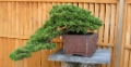 Bonsai-cho (Toju-en) (3)