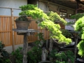 Ein großer Züchtergarten in Bonsai-cho (Toju-en) (2)