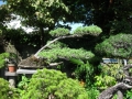 Ein großer Züchtergarten in Bonsai-cho (Toju-en) (5)