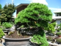 Ein großer Züchtergarten in Bonsai-cho (Toju-en) (7)