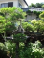 Ein großer Züchtergarten in Bonsai-cho (Toju-en) (9)