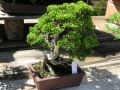 Ein großer Züchtergarten in Bonsai-cho (Toju-en) (11)