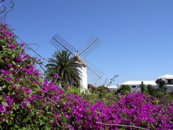 Bougainvillea und Windmühle