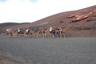 noch einmal Kamele - Nationalpark Timanfaya