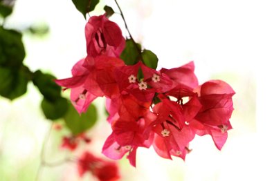 Bougainvillae (2)