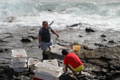 Fische für die Taverne werden am Strand geputzt - zur Freude der Möwen