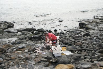 Noch einmal Fische am Strand