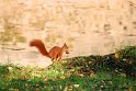 Eichhörnchen mit Beute, Kurpark Bad Kissingen