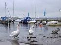 Schwäne im Herbst - Altefähr Hafen