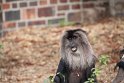 Bartaffe, Zoo Leipzig