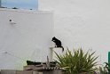Scherenschnitt-Vorbild? die schwarze Katze