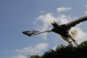 Steinadler, Château Kientzheim, Alsace