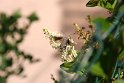 noch ein Taubenschwänzchen an der Blüte