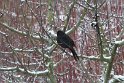 Amsel im Winter