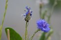 Tierchen auf der Kornblume