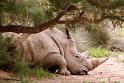 Nashorn, Reservé Africaine, Sigean