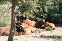 Gnus - Reservé Africaine, Siegan