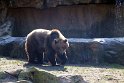 Kamtschatka-Bär - Wildpark Lüneburger Heide