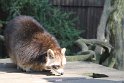 Waschbär- Wildpark Lüneburger Heide