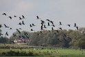 Kraniche - Insel Rügen