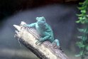 ein kleiner Leguan, Zoo Leipzig