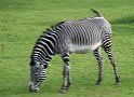 Zebra, Zoo Leipzig