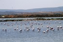 "Les Flamamts" - die Flamingos von Palavas les Flots