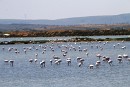 "Les Flamants" - die Flamingos von Palavas les Flots