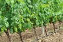Le Vin
